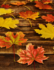 Autumn maple leaves background on on horizontal arranged boards. Top view wooden table vertical frame.