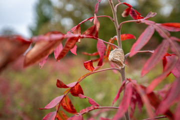 praying mantis egg case on autumn meadow foliage us national arboretum washington dc usa