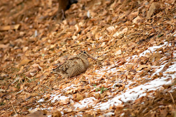 Camouflage bird woodcock. Brown dry leaves and white snow background. Bird: Eurasian Woodcock. Scolopax rusticola.
