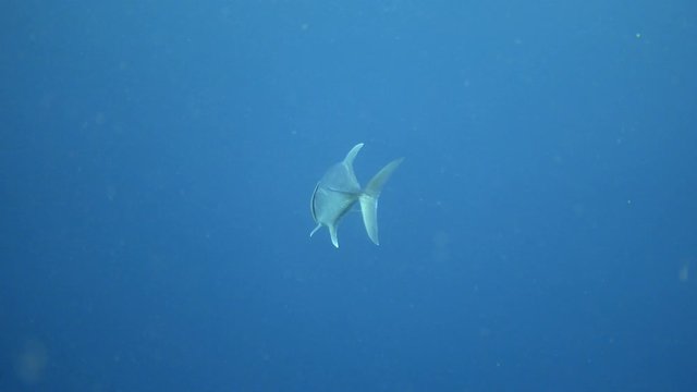 Giant trevally turns around in blue sea and opens and closes mouth. Unusual fish behavior. 4K