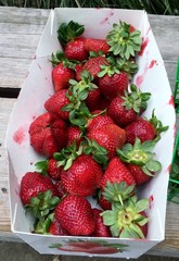 Ripe strawberries basket red color