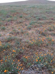 Desert flowers texture Antelope Valley