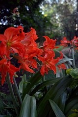 Bellas y vibrantes flores de azucena anaranjada