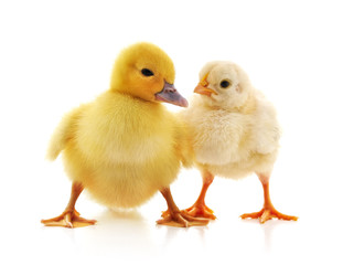 Small chicken and duck.