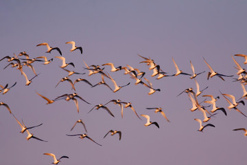 Flying birds. Birds silhouettes. Sunset sky background. Abstract nature. Birds: Tern