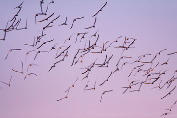 Flying birds. Birds silhouettes. Sunset sky background. Abstract nature. Birds: Tern