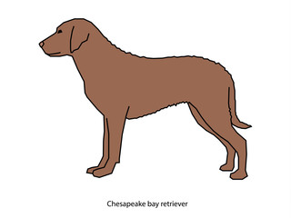 A dog vector illustration isolated