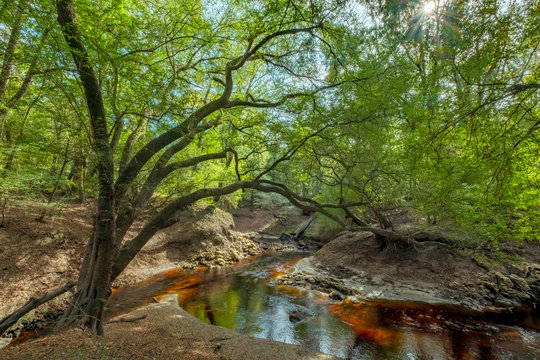 Alapaha River, Hamilton Co, Florida