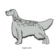 A dog vector illustration isolated