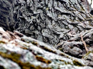  An interesting background texture of a tree bark in a natural gray autumn forest.