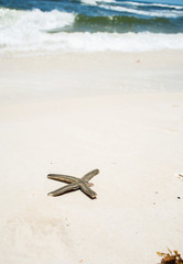 Lone Star