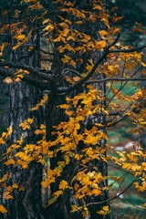 Close up of tree in autumn, with golden yellow leaves