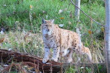 luchs