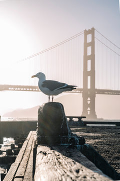 Large healthy seagull on wooden stand on background of bridge under water in bright sunny day in USA