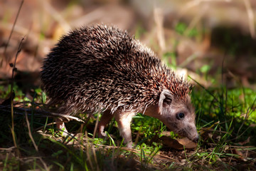 Naklejka na ściany i meble Cute little Hedgehog. Forest background. Animal: Southern White breasted Hedgehog. Erinaceus concolor.