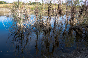Trees grow in the lake and are reflected in the water.