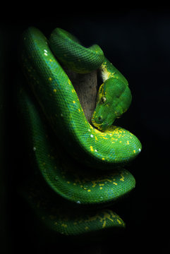 Spiral Snake