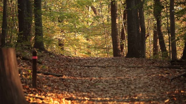  Western Ridge Trail, no people - Rock Creek Park - Washington, DC - Autumn