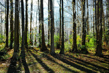 Obraz premium Backlit trees in forrest