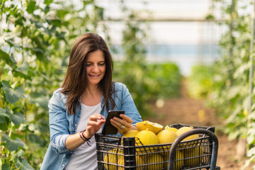Adult woman focusing on screen and interacting with smartphone while standing alone beside trolley with yellow melons in black plastic crates and checking result of harvesting in hothouse during daytime on blurred background