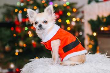 Cute chihuahua dog wearing in the costume of Santa Claus sit under christmas tree. New year and christmas concept. Celebrate winter New Year holidays in decorated living room with Xmas lights.