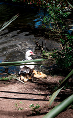  duck or goose with its young