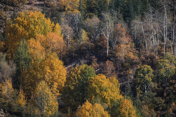 yellow trees in autumn