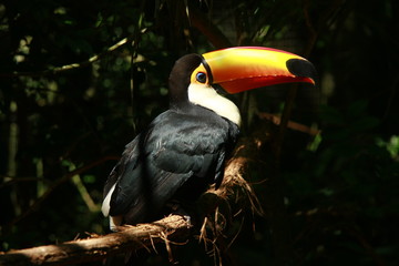 a perched Toucan 