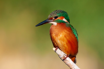 Cute colorful bird. Kingfisher. Green nature background. 