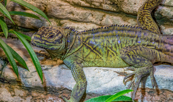 philippinian sailfin lizard