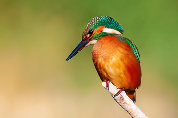 Cute colorful bird. Kingfisher. Green nature background. 