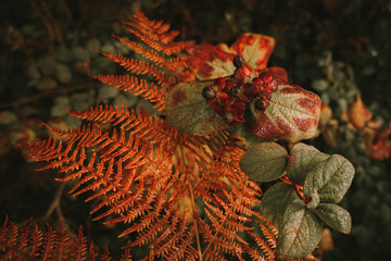 Deadly nightshade toxic black berries on red flower heads above orange fern leaf on blurred background of green and brown bushes leaves in autumn