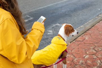 From above crop long haired woman in yellow jacket surfing smartphone holding English Pointer oh leash in street