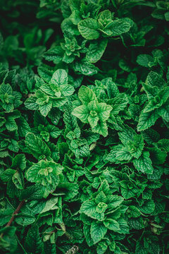 From above aromatic mint shrub with green leaves growing in garden in Marrakesh, Morocco