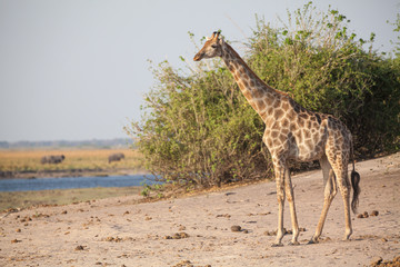 giraffe in botswana africa