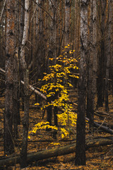 Colorful Foliage at Moody Dark Woodland at Fall