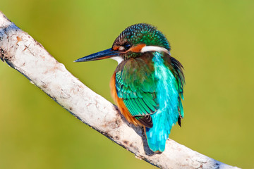 Cute colorful bird. Kingfisher. Green nature background. 