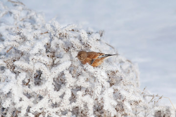 Cold nature and little bird. White winter nature background. 