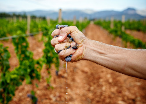 Crop strong man squeezing ripe juicy grape at vineyard on blurred background