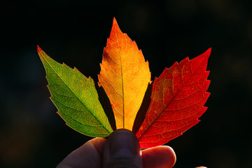 Crop person holding vibrant yellow red autumn leaves in soft back lit