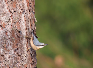 Close up wood Nuthatch or Eurasian nuthatch, climbing on larch tree trunk with head down. Green...
