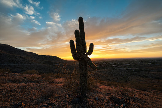 Silhouette of growing cactus in rural field over colorful evening sky in Griffith Observatory, California, USA
