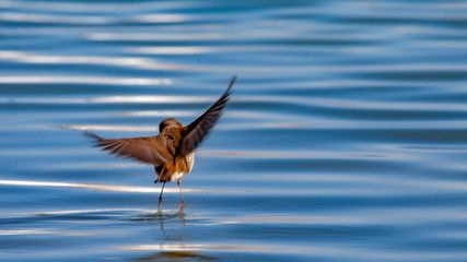 Flying Robin. Blue water background. European Robin. Erithacus rubecula.
