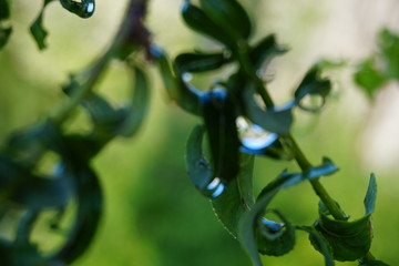 kręcona wierzba, kropla wody © Sylwia