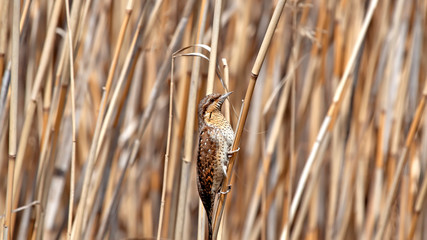 Camouflage bird. Nature background. Bird: Eurasian Wryneck. Jynx torquilla.