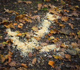 A bright arrow laying on the ground in a forest