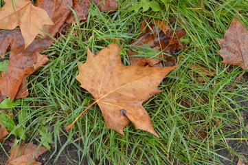 feuille morte sur pelouse