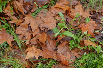 tapis de feuilles d'automne au sol