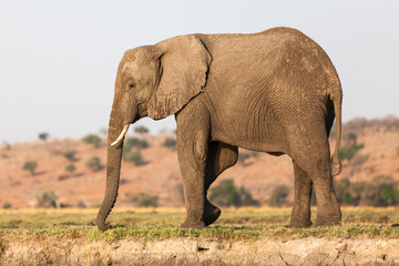 elephant in chobe national park