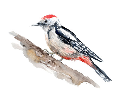 watercolor drawing of a bird - woodpecker on a branch